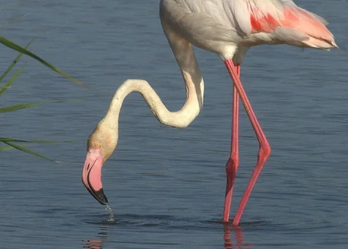 El Romazal * Nava de la Asuncion