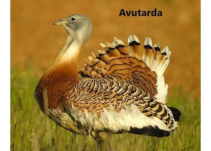 El Romazal * Nava de la Asuncion